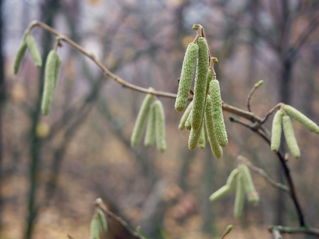 Wilsonville hazelnut growers keeping it local and sustainable