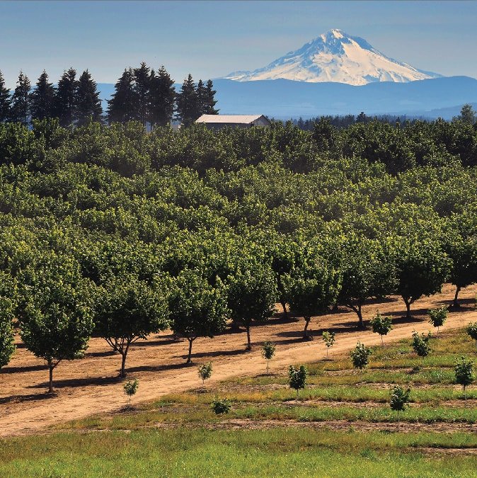 Norpro, Nut and Topping Chopper – Oregon Orchard, Hazelnut Growers