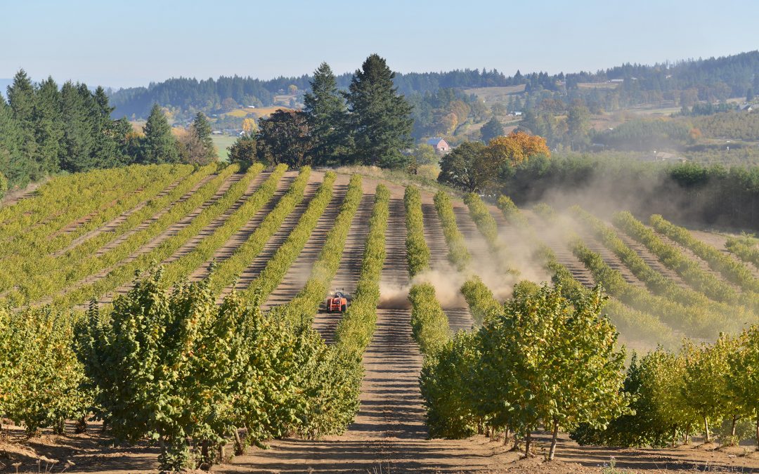 Oregon Hazelnut Production Has Doubled in Last Decade, Expected to Double Again by 2025