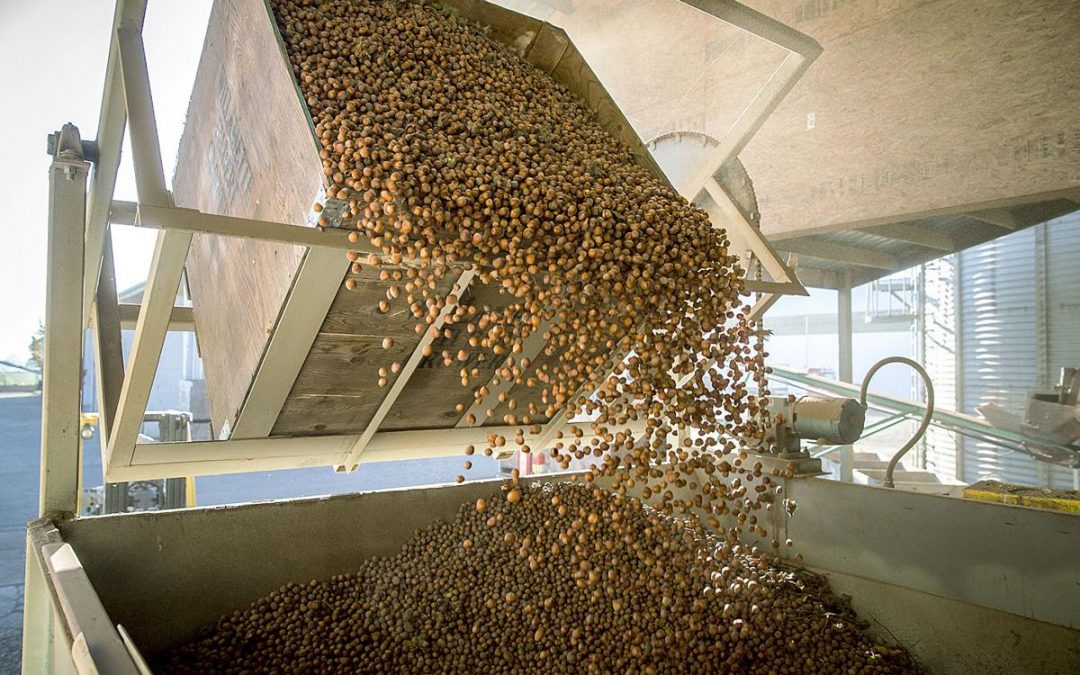 Oregon Hazelnut Industry Growth Continues