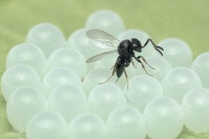 Samurai Wasp