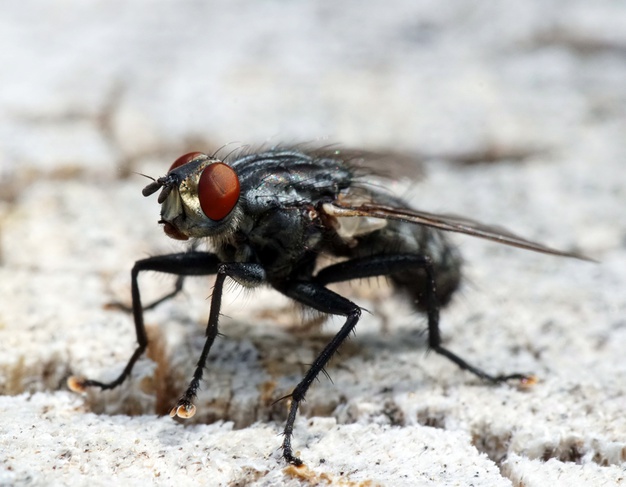 Researchers use tiny wasp to control stinkbugs