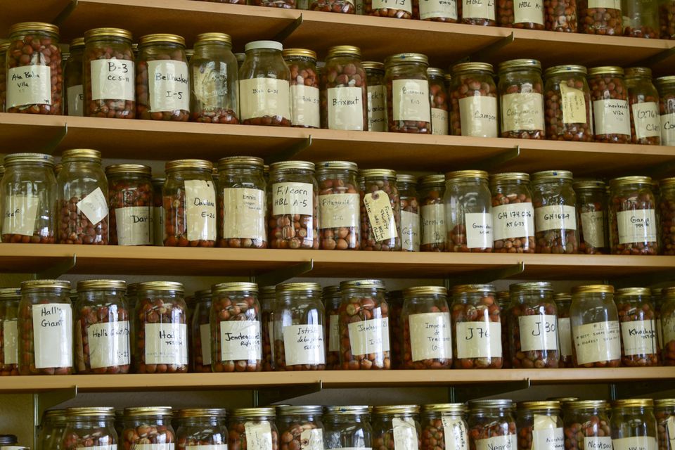 072219 Oregon Live Hazelnut Jars Northwest Hazelnut Company