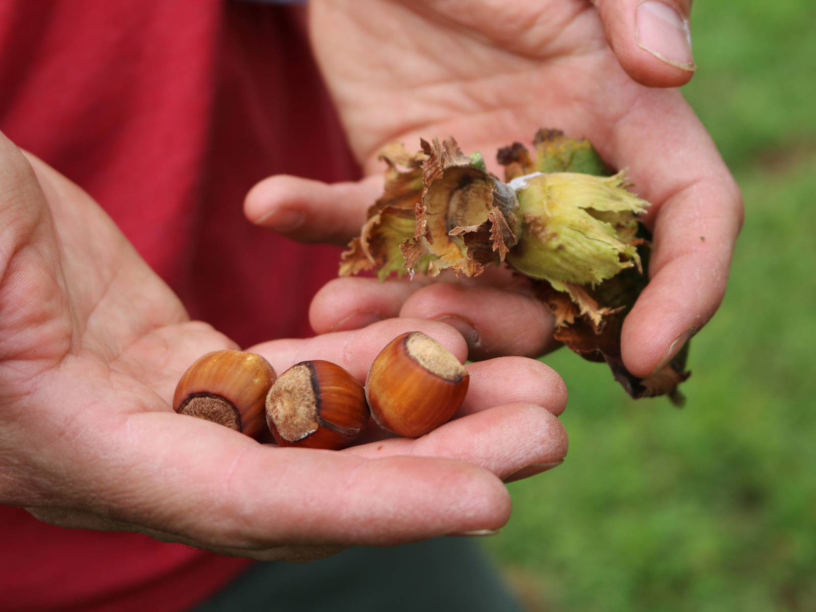 what-are-hybrid-hazelnuts-and-why-are-chefs-obsessed-with-them-video